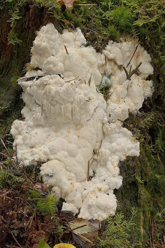 Lentoporia carbonica